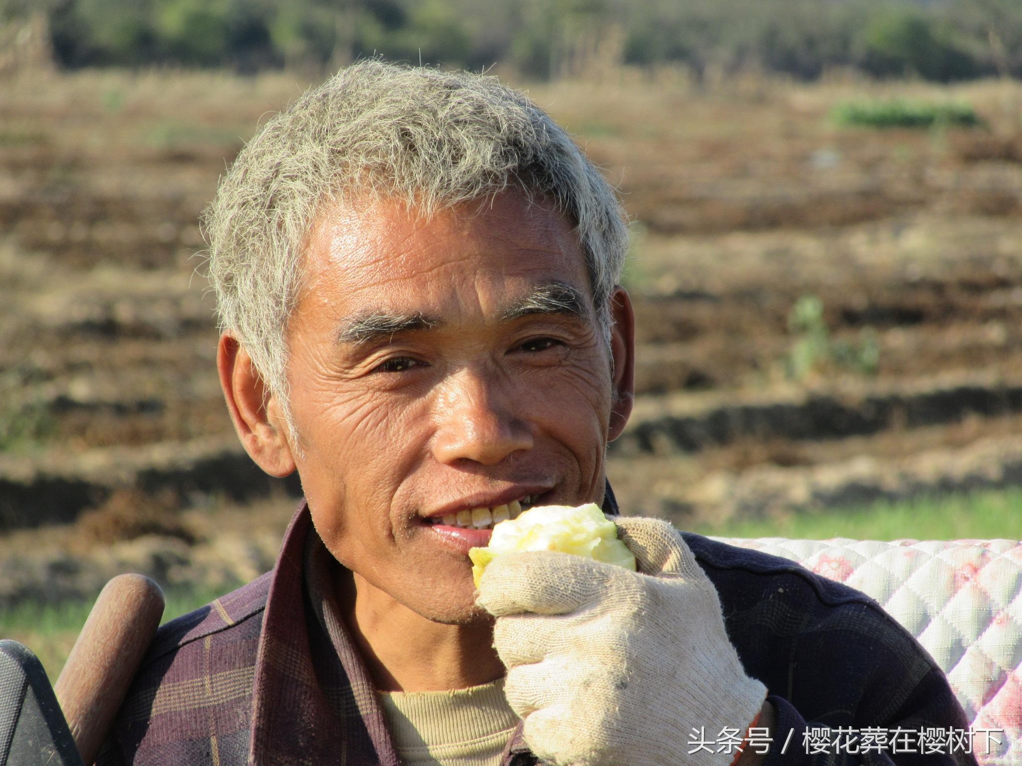 河北麻山药最新行情揭晓